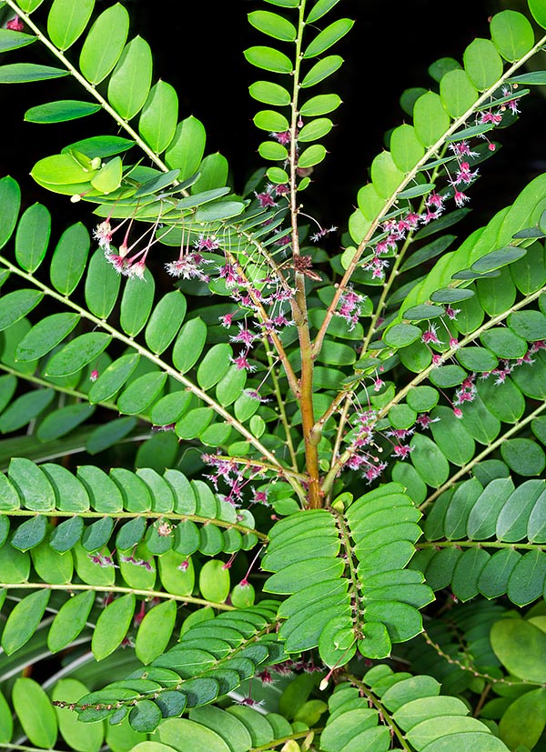 Originating from Southeast Asia, Phyllanthus pulcher is very decorative shrub with medicinal virtues © Giuseppe Mazza