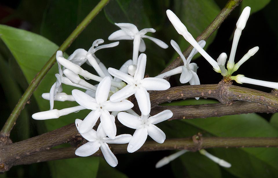 Originaria de África centro-occidental, la Pleiocarpa mutica es una siempreverde arbustiva para los trópicos. Flores perfumadas, en abundancia, y virtudes medicinales © Giuseppe Mazza