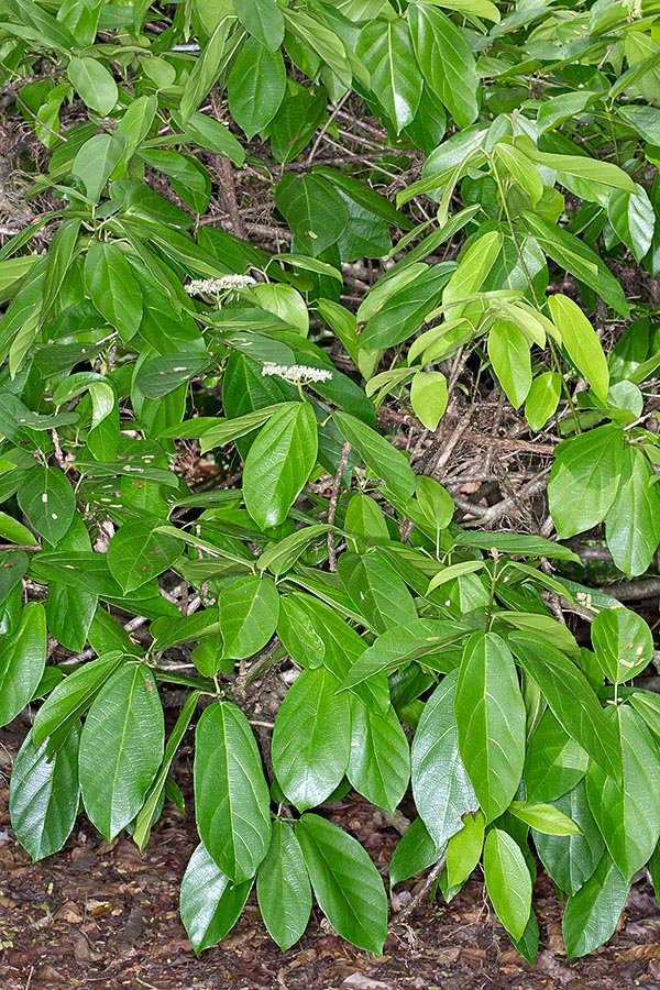 Originaire du sud-est asiatique et d’Australie, Premna tomentosa peut atteindre 12 m de hauteur avec des tiges de 30 à 50 cm diamètre et une couronne dense au port arbustif désordonné © Giuseppe Mazza