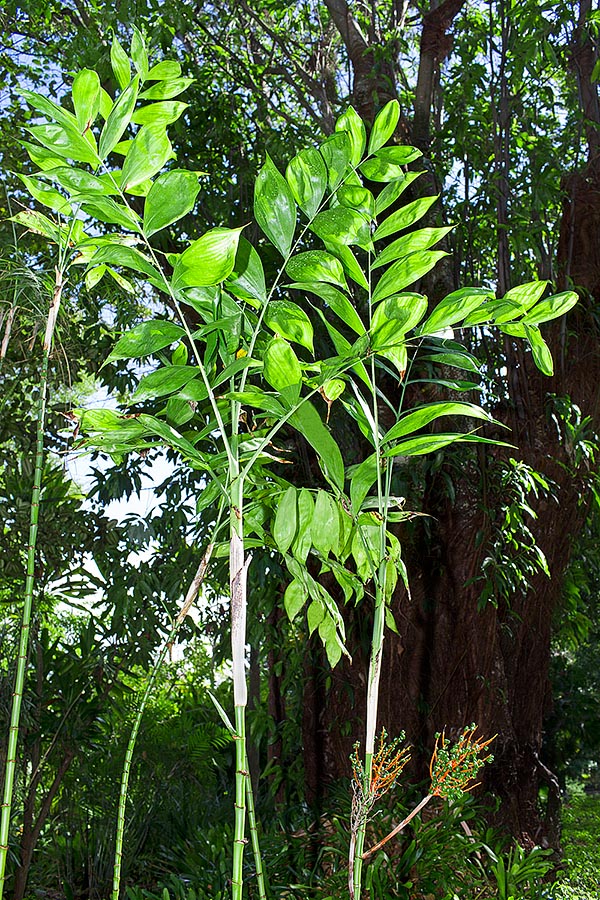 Chamaedorea oblongata est une espèce américaine, assez variable, ne dépassant pas les 3 m de hauteur © Giuseppe Mazza