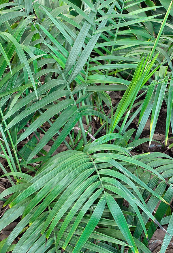 Originaire du Mexique, Chamaedorea radicalis peut atteindre les 4 m de hauteur et les élégantes feuilles coupées, exportées pour les compositions florales, sont la principale source de revenu pour beaucoup de populations locales. Elle peut résister sans dommage à des températures pouvant atteindre -7 °C et elle se prête très bien, cultivée en pot, à la décoration des intérieurs, même peu lumineux © Giuseppe Mazza