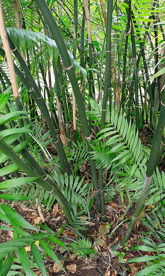 En México occidental la Chamaedorea pochutlensis forma densas matas de 2-5 m de altura © Giuseppe Mazza