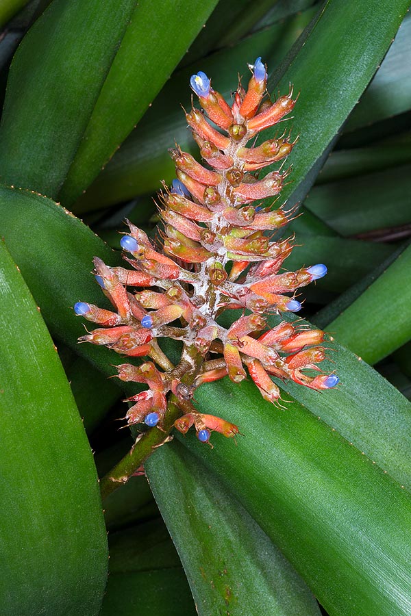 Originaria de Brasil, la Aechmea coelestis es de las más conocidas del género © Giuseppe Mazza