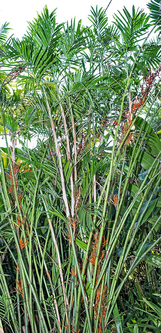 Chamaedorea seifrizii est originaire du Belize, du Guatemala, du Honduras et du Mexique © Giuseppe Mazza