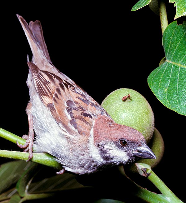 Passer montanus, Passeridae, Passera mattugia