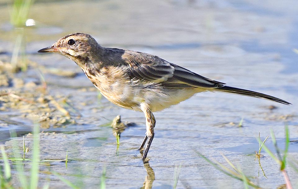 Motacilla flava subadult