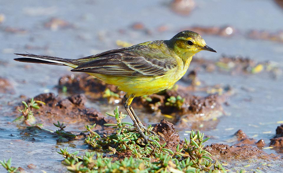 Motacilla flava lutea