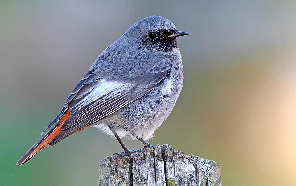 Phoenicurus ochruros mâle , Rougequeue noir, Muscicapidae