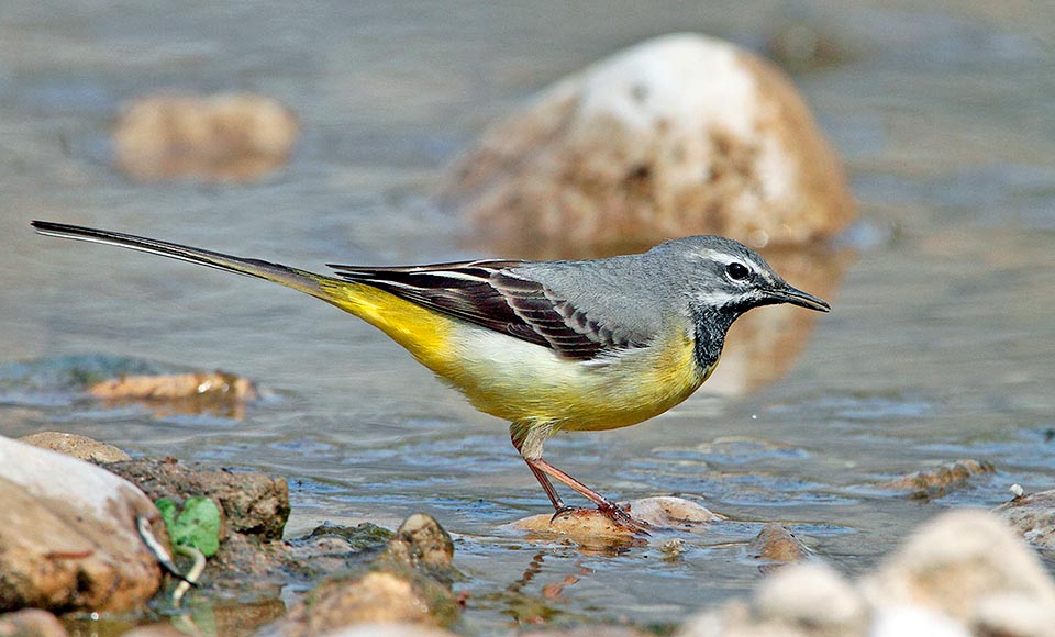 Motacilla cinerea, Motacillidae, Ballerina gialla