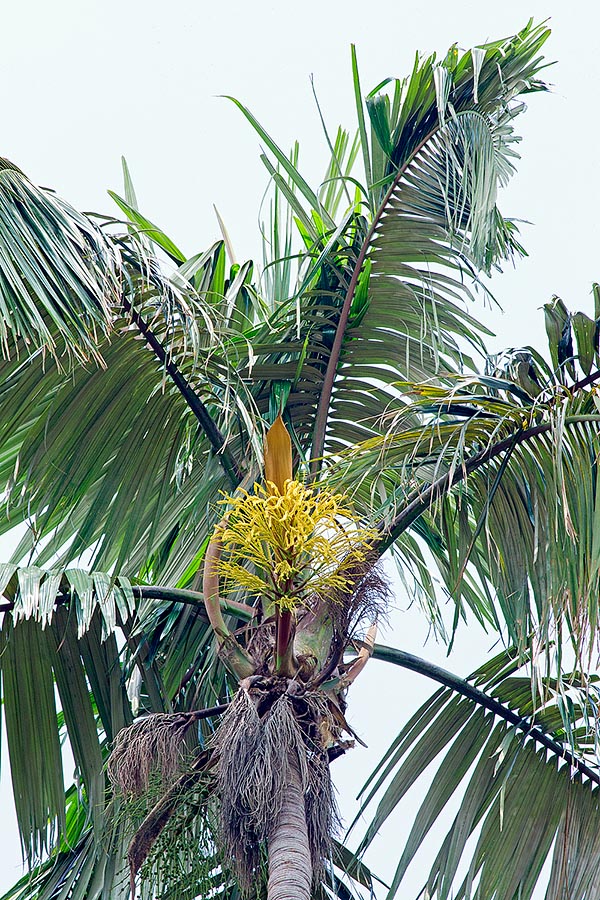 Peu exigeant sur le sol, et très décoratif dans les jardins tropicaux © Giuseppe Mazza