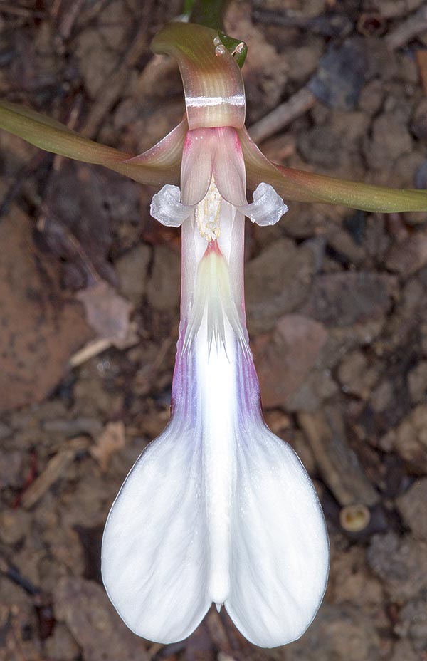 Due to middle petal, 5-6 cm long, similar to a labellum, it reminds an orchid as the scientific name tells us © Giuseppe Mazza