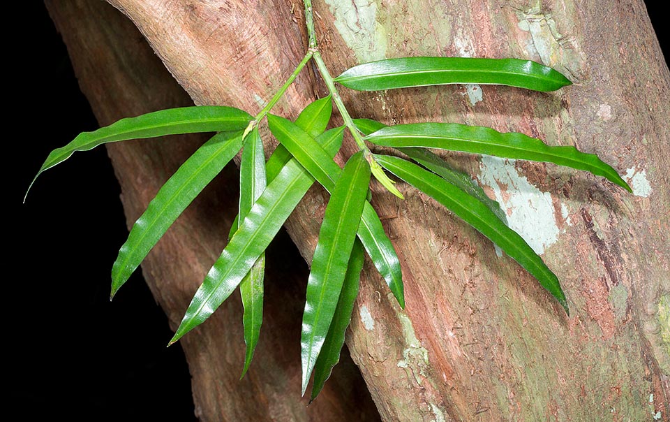 Reddish-brown bark that splits apart in thin, longitudinal flakes and elegant, linear-lanceolate leaves oriented in various directions, tendentially drooping © G. Mazza