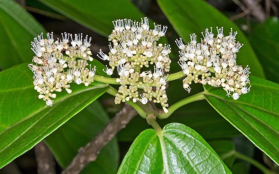 Infiorescenza terminale a pannocchia, su un peduncolo pubescente lungo 1,5-3,5 cm, costituita da cime corimbose, ramificate dicotomicamente, portanti numerosi fiori bisessuali biancastri. Le foglie vengono utilizzate per aromatizzare il “ghi”, il burro chiarificato della cucina indiana. Radici, foglie e corteccia mostrano virtù medicinali © Giuseppe Mazza