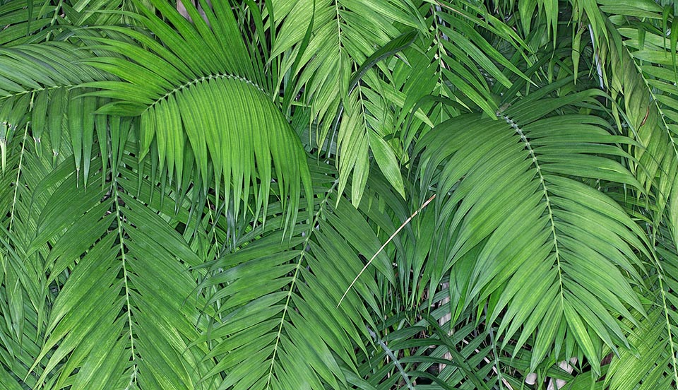 Especie muy ornamental y de crecimiento rápido con una buena resistencia al frío pero poco difundida. En macetas puede decorar amplios interiores luminosos © Giuseppe Mazza