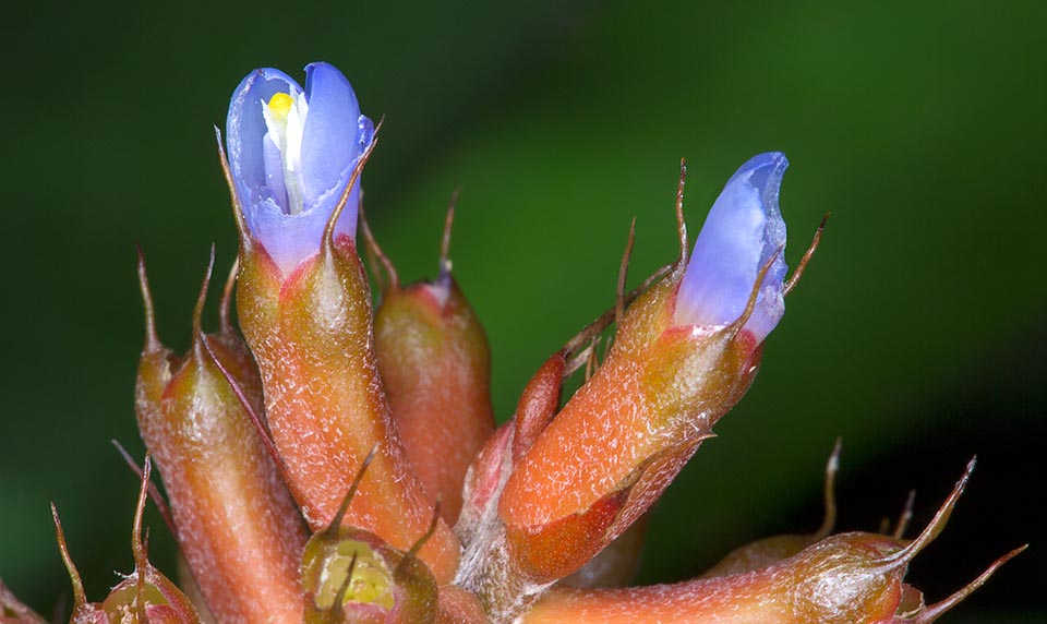 I fiorellini celesti sono all'origine del nome specifico. Coltura facile, anche in vaso, con infiorescenze e infruttescenze di lunga durata © Giuseppe Mazza