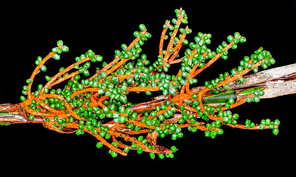 Even 2,5 m tall tufts. Emerald green fruits in elegant contrast to the orange red rachillae. They blacken ripening and contain toxic crystal of calcium oxalate © G. Mazza