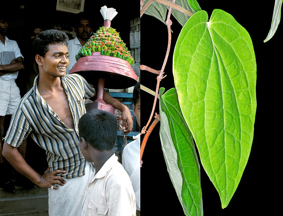 Le foglie, che avvolgono frammenti di semi di Areca catechu, componente principale con calce spenta, cui talora si aggiungono spezie e tabacco, vengono localmente vendute per la masticazione col nome di “betel”, ritenuto stimolante, antisettico e rinfrescante. Malgrado i rischi cancerogeni e la colorazione della bocca di rosso con disgustosi sputi ed il tipico annerimento dei denti, si stima venga consumato dal 10% della popolazione mondiale. Le foglie di Piper betle mostrano invece virtù medicinali © Giuseppe Mazza