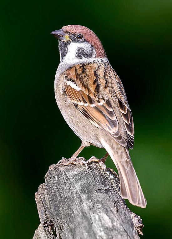 Passer montanus, Passeridae, Passera mattugia