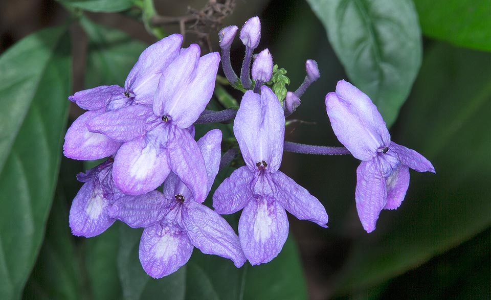 Nativo de China, India, Laos, Malasia, Tailandia y Vietnam, donde alcanza los 1,5 m de altura. Es de fácil cultivo, incluso en maceta © Giuseppe Mazza