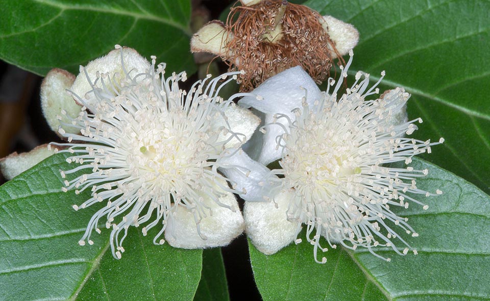 I fiori ascellari ermafroditi, solitari o in gruppi di 2-3, seguono lo schema tipico delle Myrtaceae con una pirotecnica marea di stami © Giuseppe Mazza