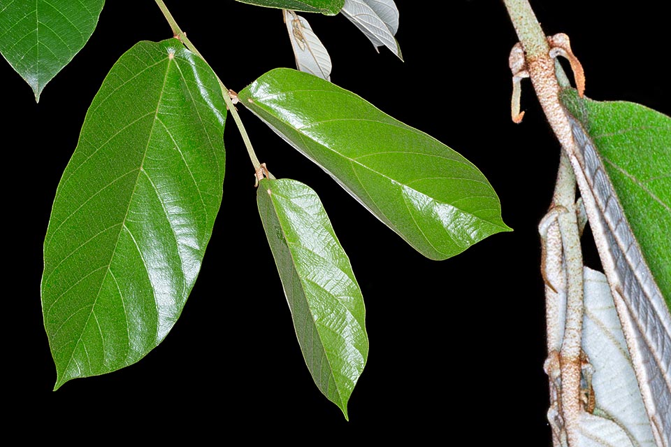 Leaves with about 1 cm stipules. They have at the base a small cup covered inside by pearly glands that attract the ants. The bark has medicinal virtues © G. Mazza