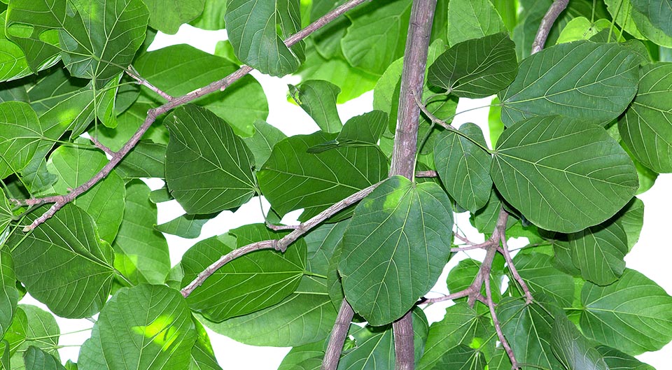 Feuilles riches en antioxydants. Fruits ressemblant à des noix de coco et graines, consommées grillées par les indigènes, dispersées par le vent et mangées par les singes © Giuseppe Mazza