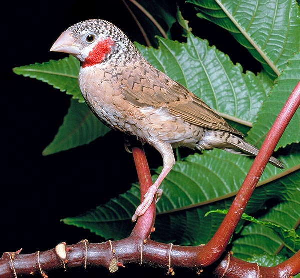 Petit oiseau toujours en mouvement, au vol tellement rapide et agité qu'il est souvent difficile à suivre. Il ne dépasse pas 12 cm de long pour une envergure de 15 cm et un poids d'à peine 10 g © Giuseppe Mazza