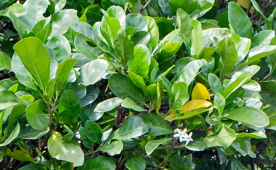 Grandes feuilles, longues d’environ 20 cm, et fleurs s’ouvrant au crépuscule pour être pollinisées par les phalènes © Giuseppe Mazza