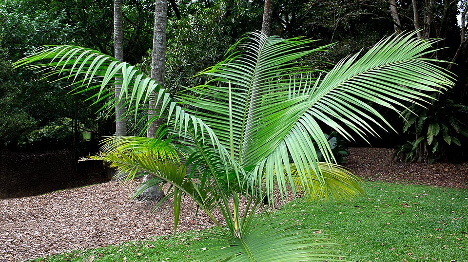 Muy decorativa, alcanza los 12 o 14 m de altura en los trópicos. Difícil cultivarla en otra parte porque no soporta mínimas bajo los 18 ºC y de adulta necesita sol © Giuseppe Mazza