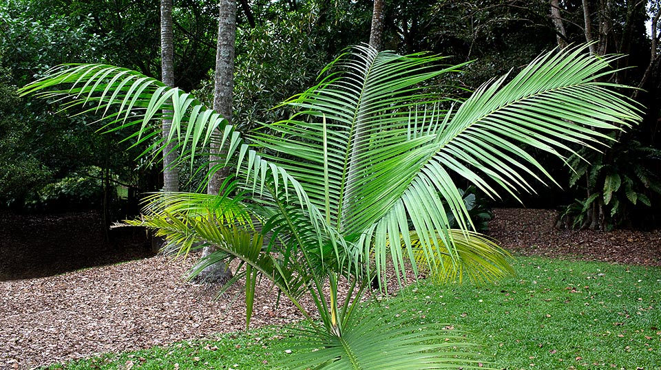 Extremely decorative, can be 12-14 m tall in the tropics. Difficult to cultivate it elsewhere because does not stand temperatures under 18 °C and when growing needs sun © Giuseppe Mazza