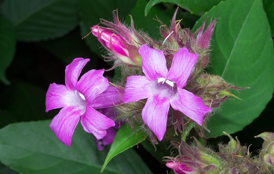 Fast growth and rich blooming in the tropical and humid subtropical regions or in temperate-warm ones, where temperatures near 0 °C are a short lasting exception © Giuseppe Mazza