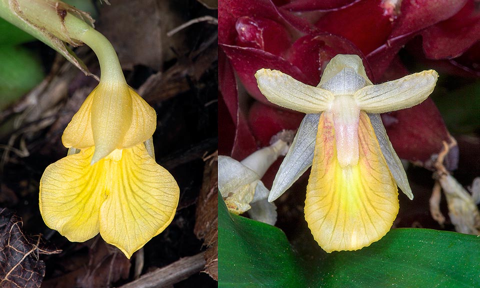 Las minúsculas flores, aquí en apertura y su madurez, salen sucesivamente sobre una inflorescencia helicoidal con brácteas imbricadas purpúreas hacia el ápice © G. Mazza