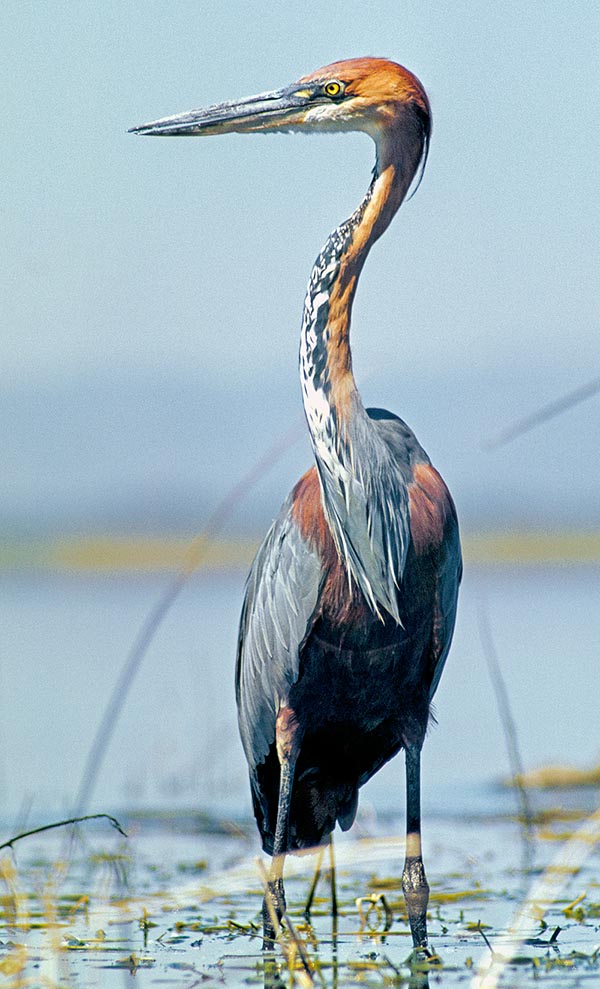 Ardea goliath, Ardeidae, Héron goliath