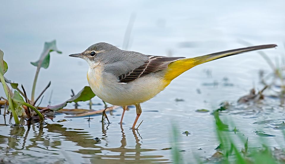 Motacilla cinerea, Motacillidae, Ballerina gialla