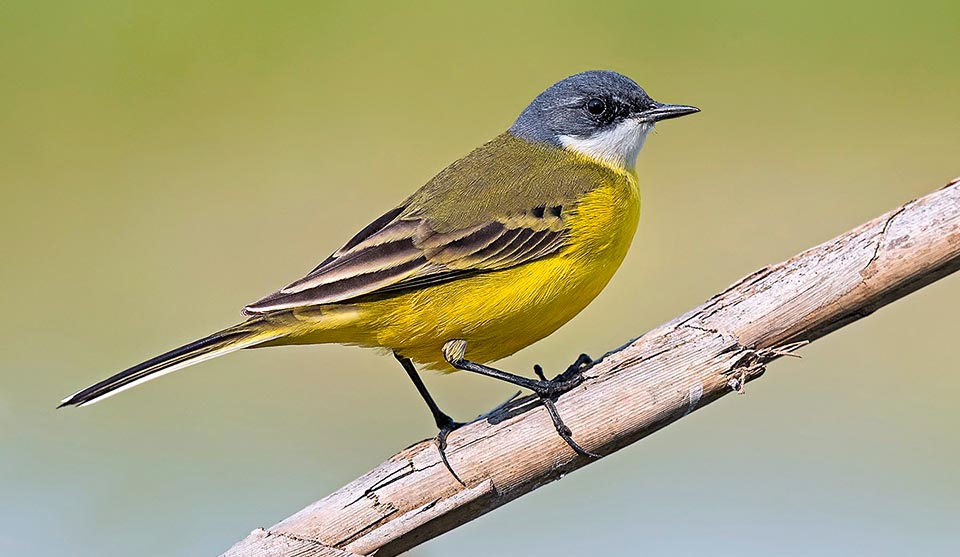 Motacilla flava cinereocapilla