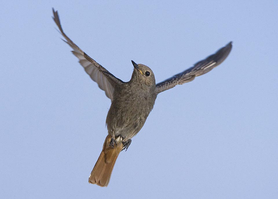 The female, uniformly brownish grey, has a modest livery: the white specula on the wings and the facial mask are absent, but remains the orange of the tail © Jiří Bohdal