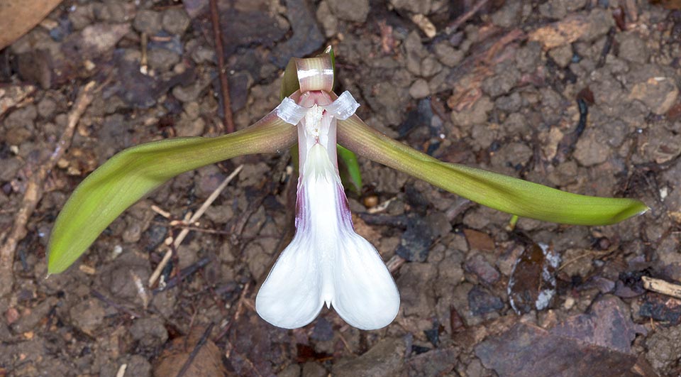 L’inflorescence porte des fleurs éphémères apparaissant successivement à partir du sol, cachées parmi les feuilles des sous-bois, à la base de la plante © Giuseppe Mazza