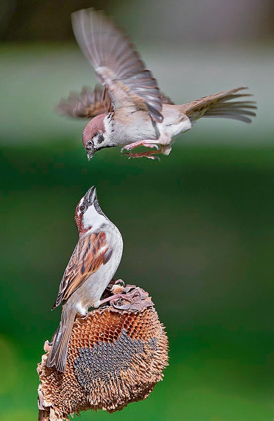 Here we have it, at the top, while arguing with a Passer domesticus, to which it is very similar © Antino Cervigni
