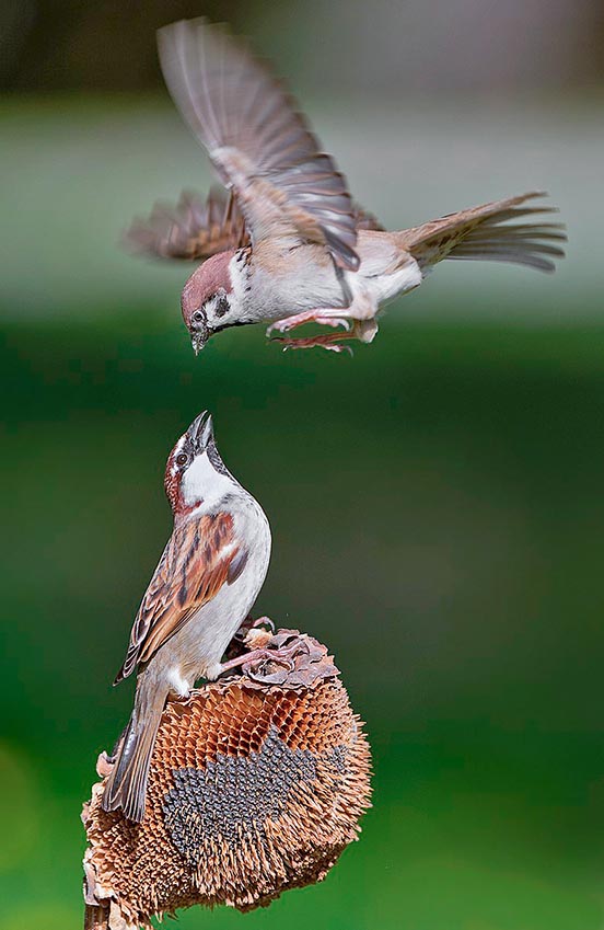 Passer montanus, Passeridae, Moineau friquet 