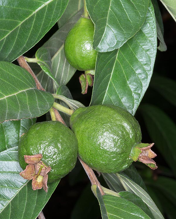 Los frutos de diversos colores, de verde a amarillo, son bayas globosas o piriformes de 4-8 cm de diámetro. Ricos en vitaminas, minerales, fibra y antioxidantes, tienen un aroma penetrante y sabor agradable. Variedades sin semillas. Raíces, corteza, hojas y frutos muestran virtudes medicinales © Giuseppe Mazza