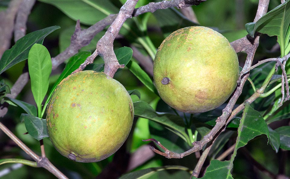 Les fruits comestibles, globuleux ou ovoïdes de 3-8 cm de diamètre, virent au jaune à maturité. Pour certains la pulpe rappelle la saveur du mangoustan © G. Mazza
