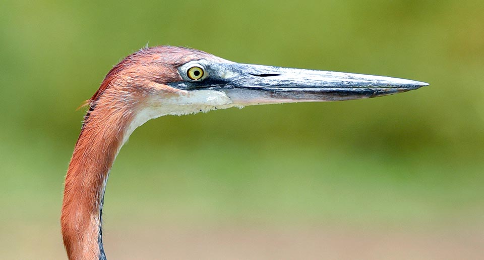 Ardea goliath, Ardeidae, Héron goliath