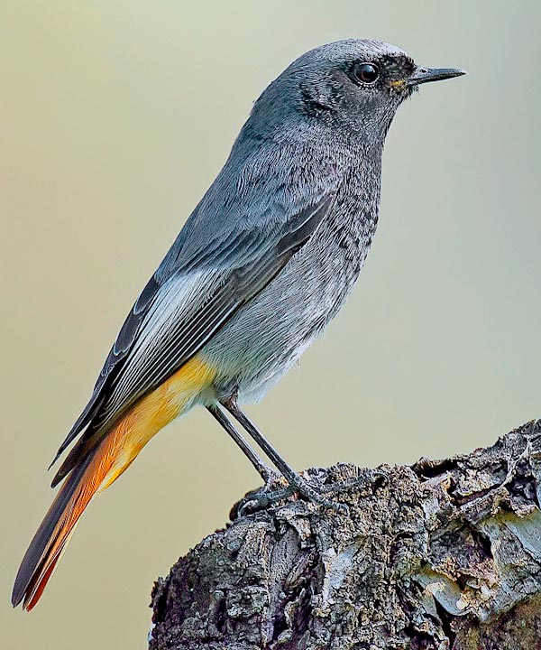 Phoenicurus ochruros mâle , Rougequeue noir, Muscicapidae