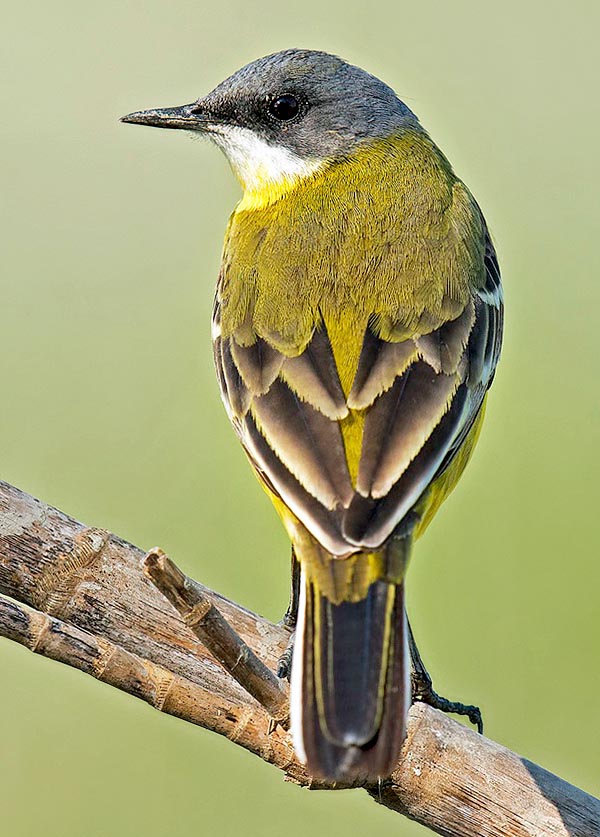 Motacilla flava cinereocapilla