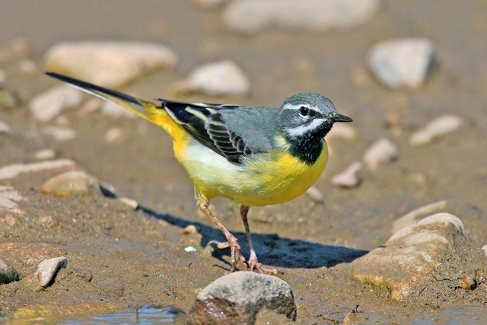 Motacilla cinerea, Motacillidae, Ballerina gialla