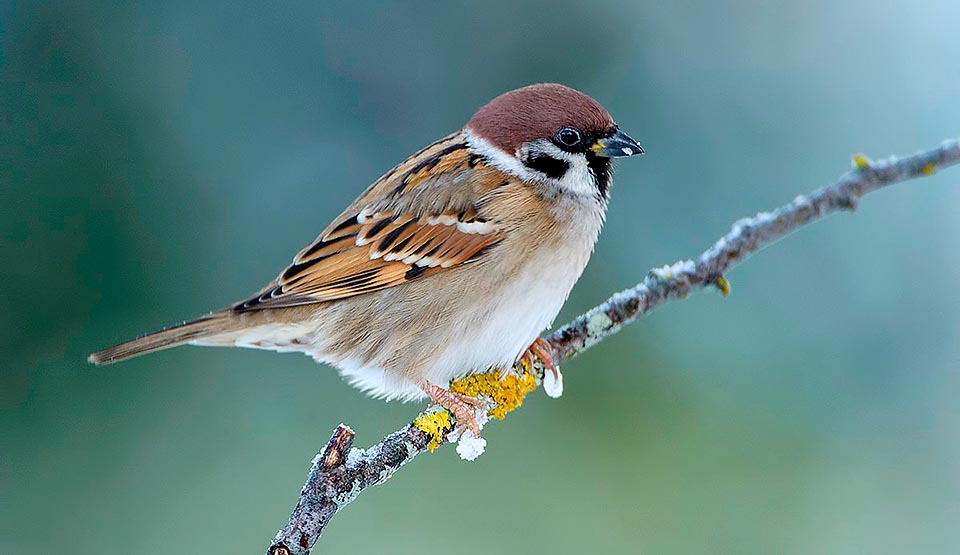 Passer montanus, Passeridae, Passera mattugia