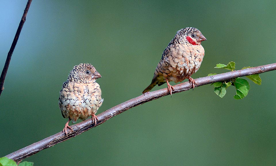 The female, here on the left, is much more marbled and evenly blackish spotted. A low profile to get completely unobserved © Gianfranco Colombo