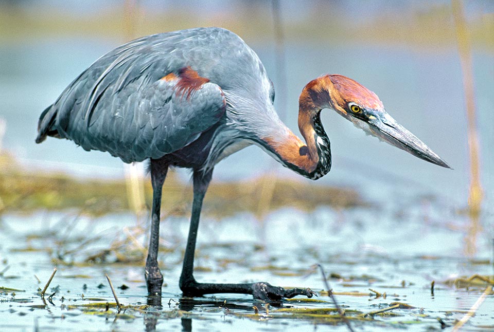 Ardea goliath, Ardeidae, Airone golia