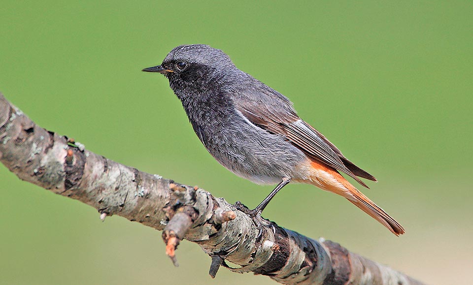 Phoenicurus ochruros, Codirosso spazzacamino, Muscicapidae