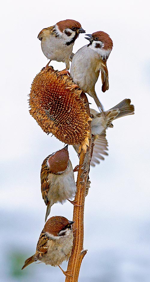 Omnivorous, it hunts insects during the reproductive season, with a small, fine and very sharp beak which allows it, when needed, to get to very minute seeds © Antino Cervigni